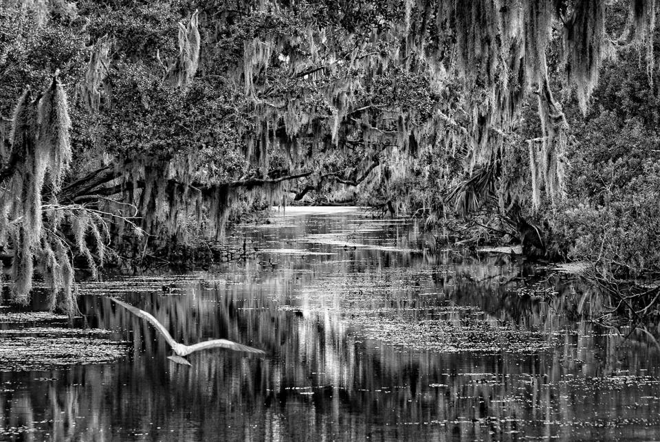 Deep in the Bayou | Shutterbug